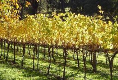Explore the Geographe Region wineries
