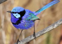 Blue Wren At Hgr 1