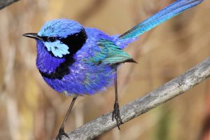 Blue Wren At Hgr 1