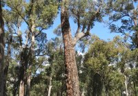 Giant Redgum