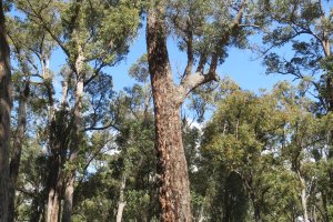 Giant Redgum