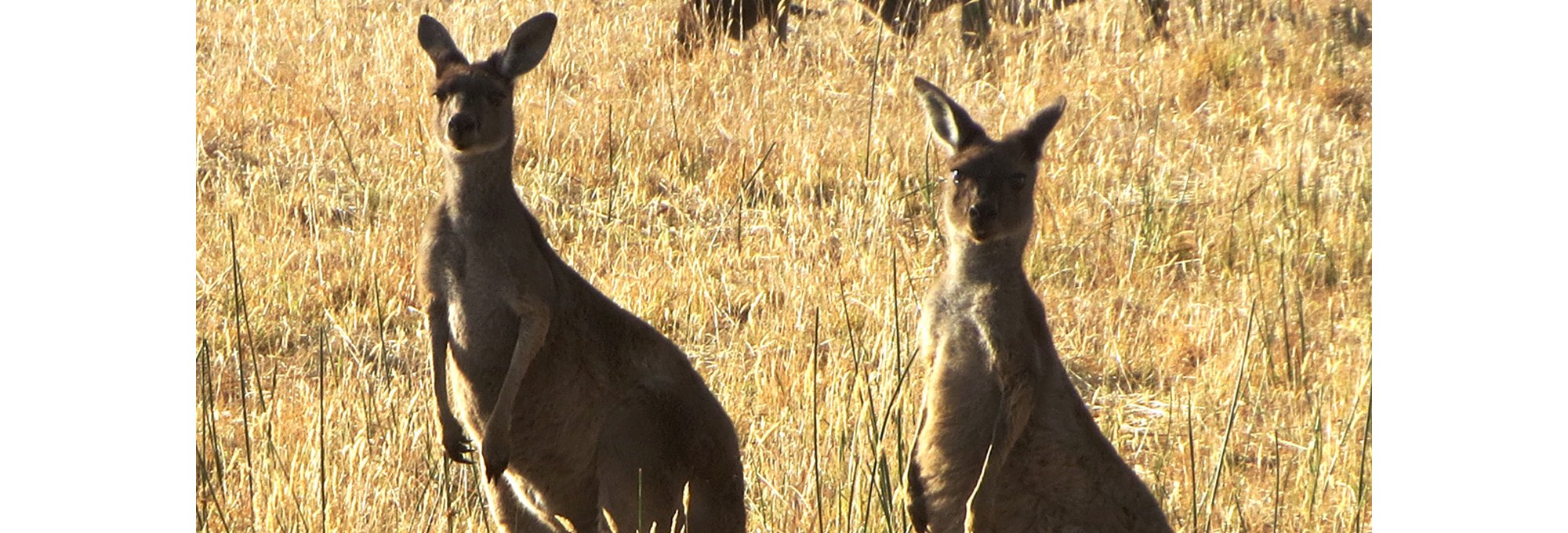 Kangaroo Hiddengrove