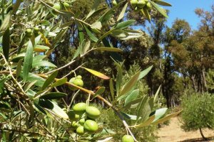 Olives 1 Olives 1