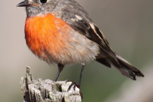 Orange Breasted Robin At Hgr 2