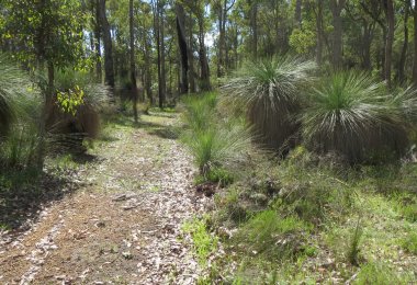 Great forest walks on the property