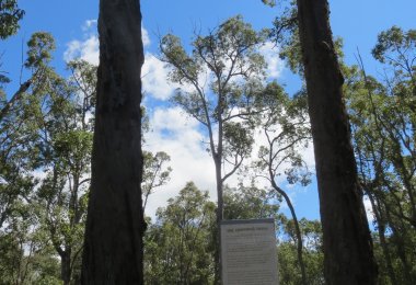 Some of our forest giants