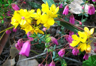 Wildflowers